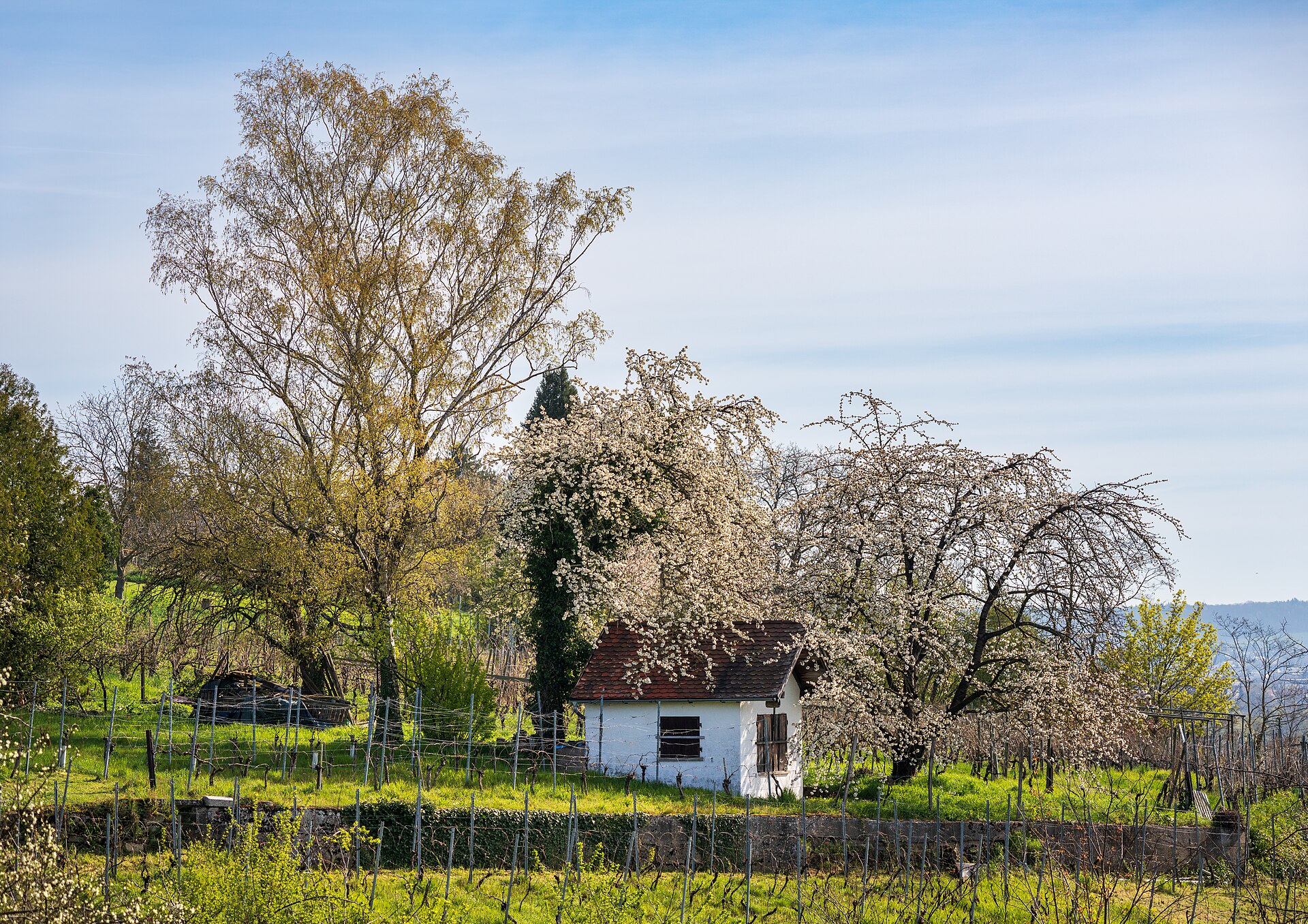 Weinberg bei Heilbronn mit blühenden Kirschbäumen